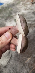Tylopilus plumbeoviolaceus image