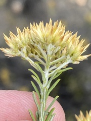 Helichrysum hamulosum