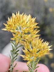 Helichrysum hamulosum