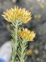 Helichrysum hamulosum