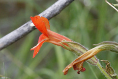 Erythranthe verbenacea