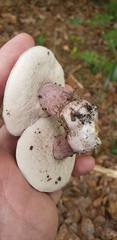 Tylopilus plumbeoviolaceus image