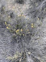 Helichrysum hamulosum