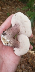 Tylopilus plumbeoviolaceus image