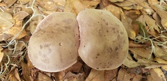 Tylopilus plumbeoviolaceus image