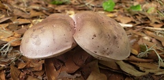 Tylopilus plumbeoviolaceus image
