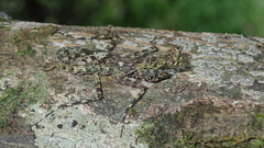 Liturgusa cayennensis