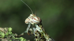 Liturgusa cayennensis