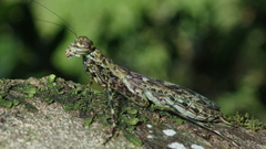 Liturgusa cayennensis