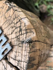 Naupactus bellus