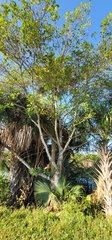 Ficus aurea