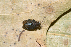 Saldula saltatoria