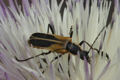 Chauliognathus opacus