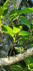 Ficus aurea