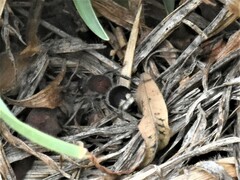 Mimecomutilla renominanda