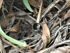 Mimecomutilla renominanda