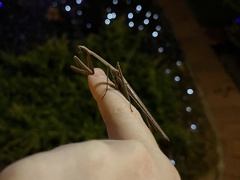 Archimantis latistyla