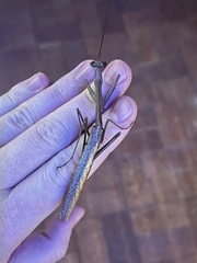 Archimantis latistyla