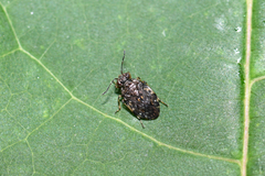 Saldula c-album