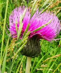 Cirsium heterophyllum