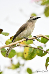 Pycnonotus goiavier analis