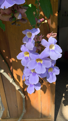Thunbergia grandiflora