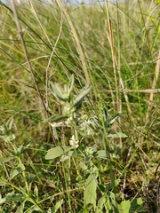 Marrubium peregrinum