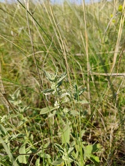 Marrubium peregrinum