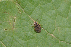Saldula orthochila