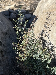 Argyrochosma microphylla