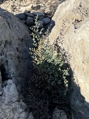 Argyrochosma microphylla