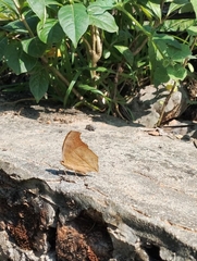 Junonia almana almana
