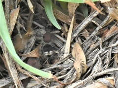 Mimecomutilla renominanda