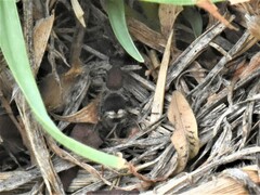 Mimecomutilla renominanda