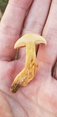 Suillus hirtellus