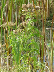Eupatorium perfoliatum