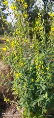Crotalaria retusa