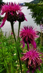 Centaurea scabiosa