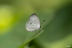 Neopithecops zalmora