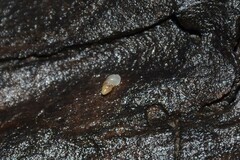 Carychium tridentatum