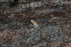 Carychium tridentatum