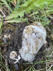 Coprinus comatus