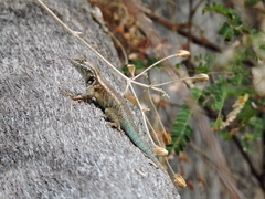 Sceloporus licki