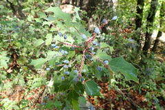 Berberis wilcoxii