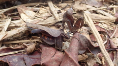 Acanthops fuscifolia