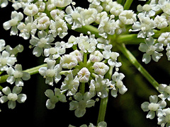 Seseli annuum