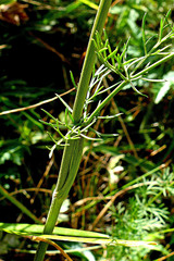 Seseli annuum