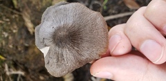 Pluteus ephebeus