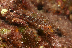 Tripterygion delaisi