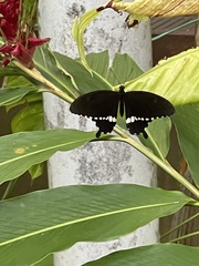 Papilio polytes